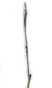 speckled alder (alnus incana): twig with alternate foliage. 2009-01-26, Pentax W60. keywords: aune blanc, ontano bianco, alnus lanuginosa